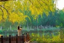 麻豆在线免费观看视频-探索网络亚文化的多元面向，麻豆在线视频的网格现象与社交互动